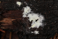 Tomentellopsis echinospora