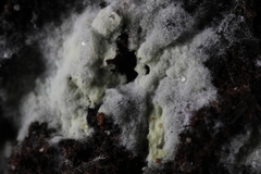 Tomentellopsis echinospora