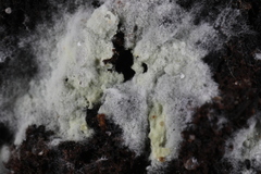 Tomentellopsis echinospora