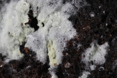 Tomentellopsis echinospora