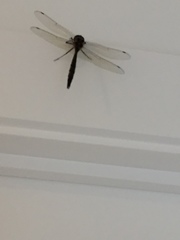 Hemicordulia armstrongi