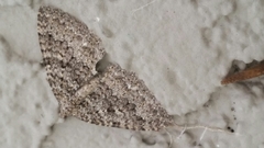 Triphosa californiata