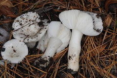 Russula perlactea