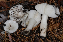 Russula perlactea