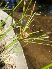 Cyperus vaginatus