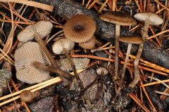 Gamundia striatula
