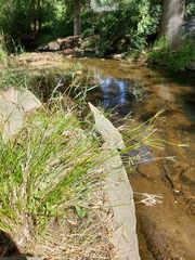 Cyperus vaginatus