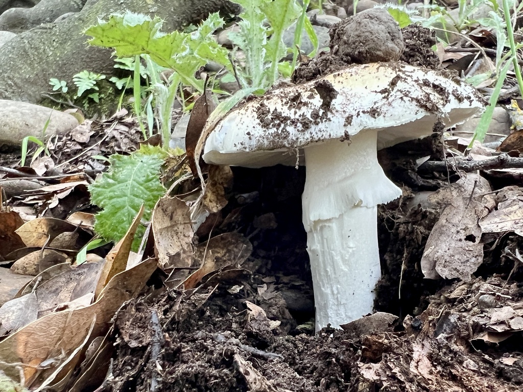 Amanita ocreata · February 2026 · photo: © connorology (iNaturalist, cc-by-sa)