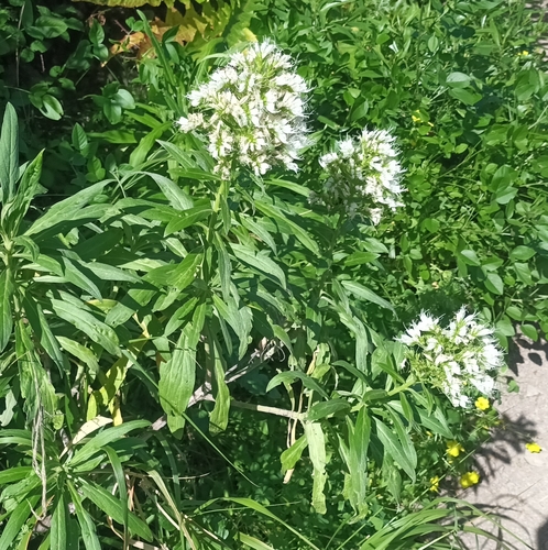 Echium giganteum
