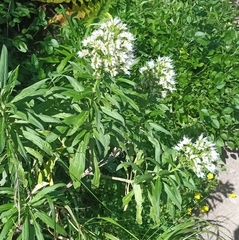 Echium giganteum