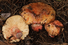 Russula ventricosipes