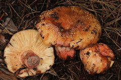 Russula ventricosipes