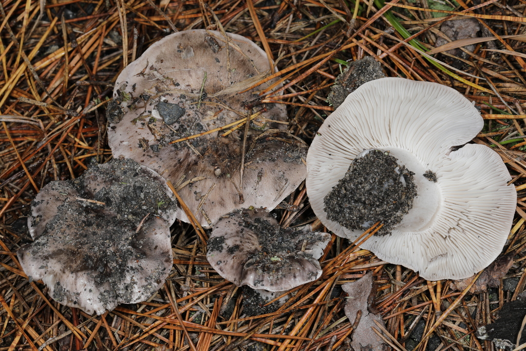 Tricholoma niveipes