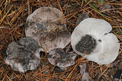 Tricholoma niveipes