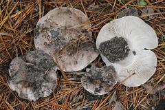 Tricholoma niveipes
