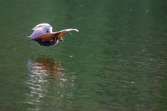 Spectacled Flying Fox photo 5