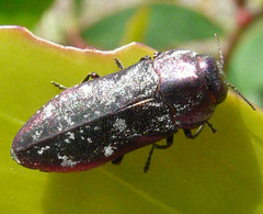 Diphucrania nubeculosa