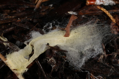 Tomentellopsis echinospora