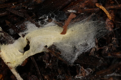 Tomentellopsis echinospora