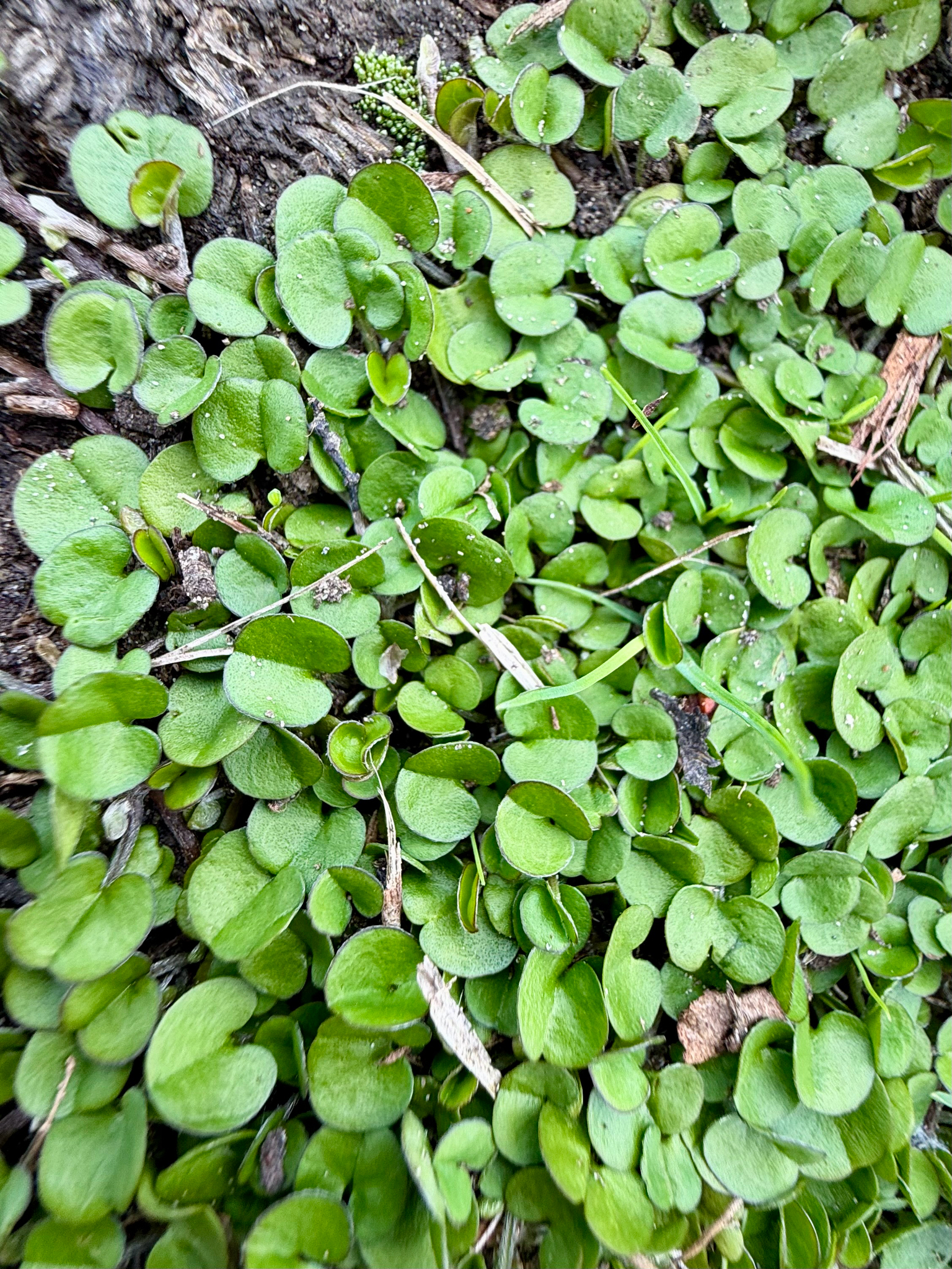 Dichondra brevifolia