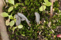Clavaria greletii