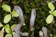 Clavaria greletii