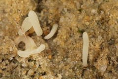 Clavaria subfalcata