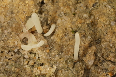 Clavaria subfalcata
