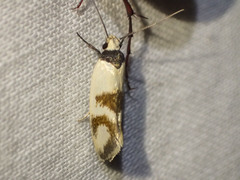 Antipterna trilicella