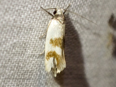 Antipterna trilicella