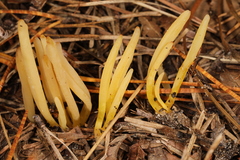 Clavaria flavipes