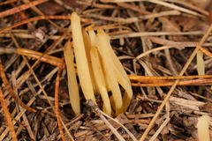 Clavaria flavipes