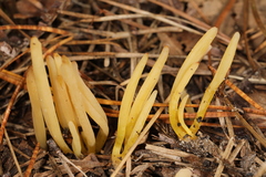 Clavaria flavipes