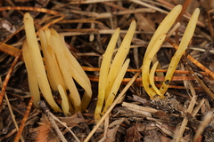 Clavaria flavipes
