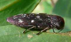 Diphucrania nubeculosa