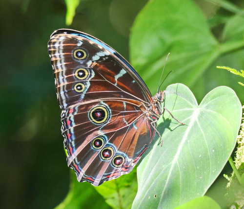 Blue morpho