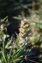 Castilleja cryptantha