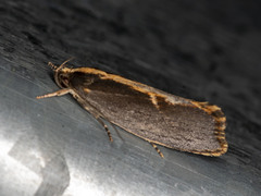 Archaereta dorsivittella