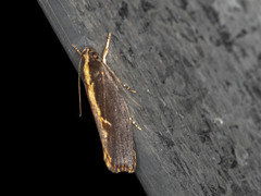 Archaereta dorsivittella