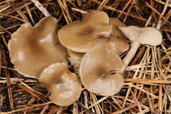 Clitocybe metachroa