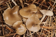 Clitocybe metachroa