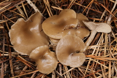 Clitocybe metachroa
