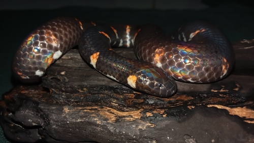 Cylindrophis ruffus