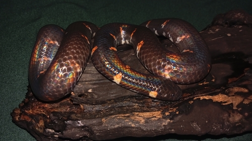 Cylindrophis ruffus