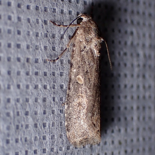 Beet Armyworm Moth photo 6