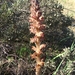 Greater Broomrape - Photo (c) Valter Jacinto | Portugal, some rights reserved (CC BY-NC-SA)