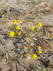 Senecio glaucus