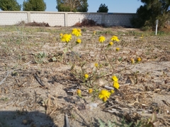 Senecio glaucus