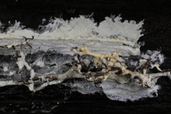 Tomentellopsis echinospora