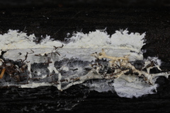 Tomentellopsis echinospora